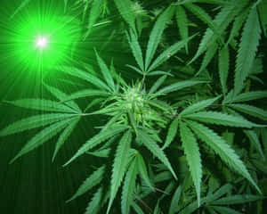 大麻植物的特寫，背後有發光的綠色光芒。