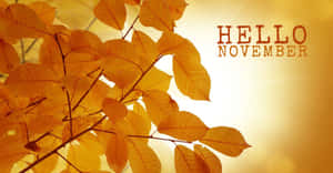 金黃色的秋葉與hello november文字在溫暖陽光的背景下。