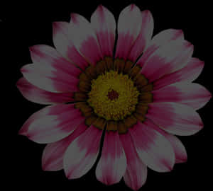 生動夏日雛菊