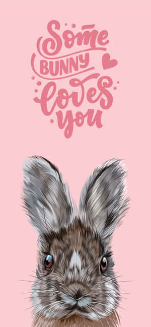 插畫兔仔，粉紅色背景上有「Some Bunny Loves You」文字