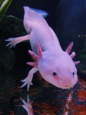 一隻粉紅色的墨西哥鈍口螈在水族箱中游動，水族箱內有紅藻和綠色植物。