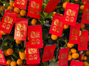 帶有金色中文字的紅色利是封掛在橙色金桔和綠葉之間。