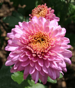 粉紅色菊花的特寫，帶有橙色中心和綠葉。 — Galaxy Z Fold 5 壁紙