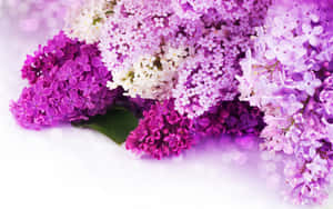 紫白丁香花近照，帶一片綠葉和柔和背景散景。 — 紫色花朵 壁紙