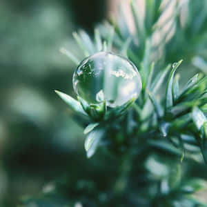 松針上清澈的露珠反射天空和樹葉