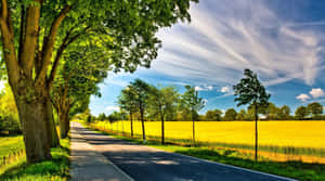 一條鋪砌的道路蜿蜒穿過一片金色的田野，綠樹成蔭，在明亮的藍天下。 — 夏日氣息 壁紙