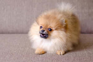 毛茸茸嘅淺褐色博美犬坐喺米色梳化上