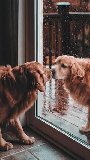金毛尋回犬在雨痕斑斑的窗戶上看著自己的倒影。