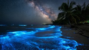 藍色發光海浪沖上岸，星空下銀河在棕櫚樹上方可見。