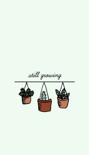 三個懸掛盆栽植物，上方有「still growing」文字。