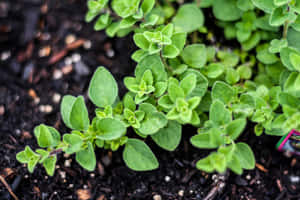 新鮮的牛至植物在黑色土壤中生長，背景模糊。 — 植物 壁紙