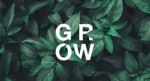 白色文字 GROW 被茂盛的綠葉環繞。 — 淺綠色美學動態圖 壁紙