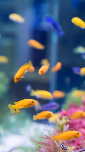 明亮的橙色和藍色魚兒在水族箱中的粉紅色珊瑚間游動。