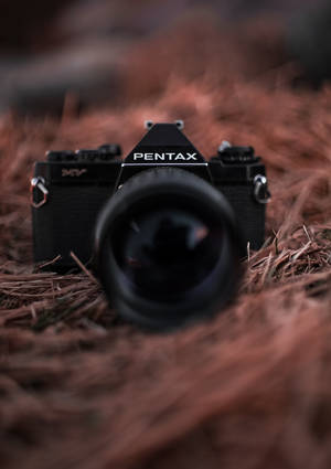 黑色 Pentax 菲林相機放在松針上，景深較淺。