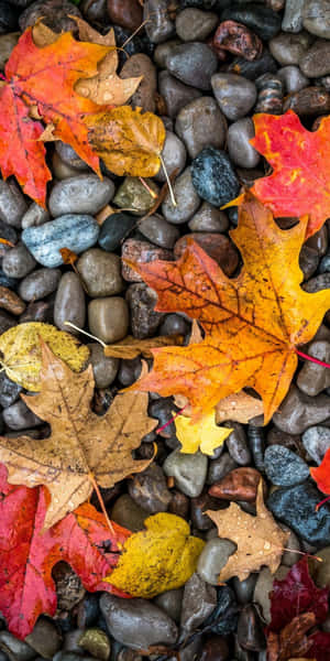 灰色河石上的紅色、橙色和黃色秋葉 — 秋天 壁紙