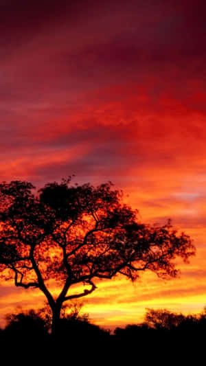 一棵樹在鮮豔的夕陽天空下的剪影，帶有火紅的橙色和紅色雲彩。