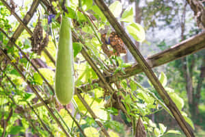 陽光花園中木棚架上垂下的綠色絲瓜