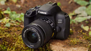 森林中長滿苔蘚的石頭上的Canon EOS 850D相機（18-55mm鏡頭）