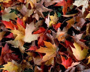紅色、橙色和黃色的落葉楓葉覆蓋著草地。