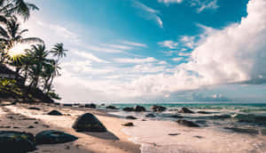 日落海灘，棕櫚樹和海浪