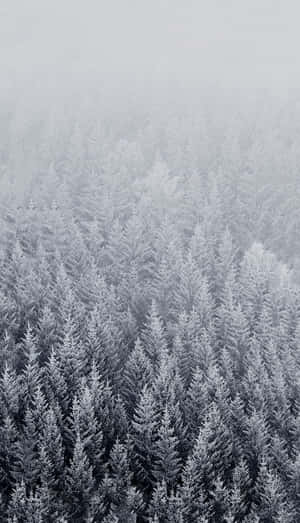 積雪的松樹延伸至朦朧的冬季森林。