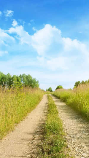 一條穿過高草的泥土小徑，上方是晴朗的藍天和白雲。 — 藍天 壁紙