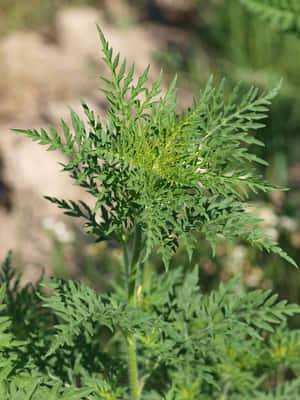 自然光下綠色葉子植物的詳細視圖。 — 植物 壁紙
