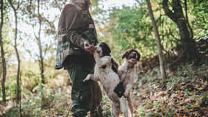 身穿迷彩服的獵人在落葉森林中餵養兩隻西班牙獵犬。