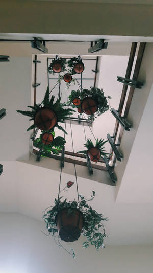 懸掛於天花板的盆栽綠植美學壁紙