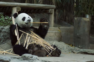 一隻大熊貓在動物園圍欄內吃竹子，周圍有岩石和木頭。