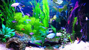 色彩繽紛的魚兒在光線明亮的水族箱中，於人造植物之間游動。