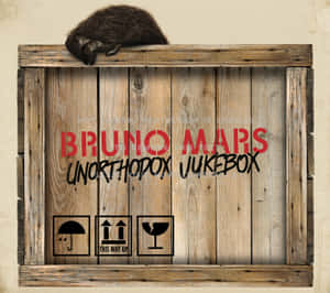 毛茸茸嘅動物喺一個有Bruno Mars專輯名嘅木箱上面瞓覺。