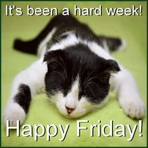 一隻黑白小貓在綠色上睡覺，附有「Happy Friday!」文字。