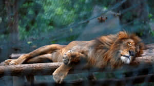 一頭雄獅在動物園圍欄內的木樑上睡覺，背後有綠色樹葉。