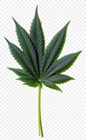 一片綠色的大麻葉，邊緣呈鋸齒狀，葉脈可見。