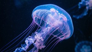 在黑暗海水中漂浮的發光水母，帶有紫色觸手。