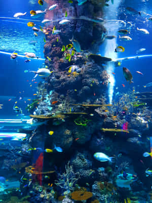 色彩繽紛的熱帶魚在一個大水族箱中圍繞著珊瑚礁游動，並有水流噴射。 — 2048x2732 壁紙