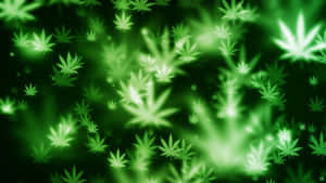 在黑暗背景上的數碼抽象圖案中發光的綠色大麻葉。 — 食草 壁紙