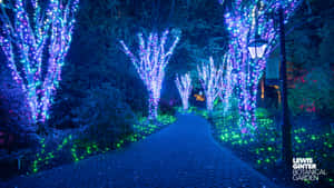 夜間植物園中一條由彩色燈光點綴的發光小徑。