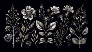 一系列手繪植物插圖，以黑白線條藝術風格展示花卉同葉子。