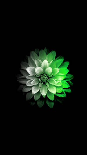 在黑色背景上帶有倒影的發光綠色大麗花 — 花卉 iPhone 壁紙