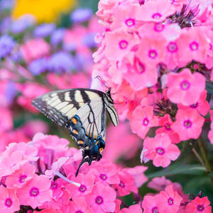 燕尾蝶在花園中的粉紅色福祿考花上休息。 — 花 壁紙