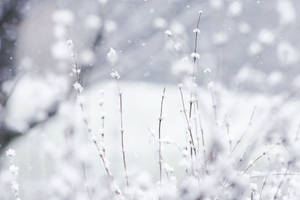 雪覆蓋的草莖在飄雪的寧靜冬季場景中。
