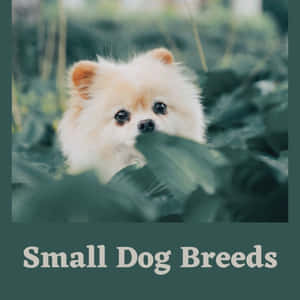 毛茸茸的奶油色博美犬從花園的綠葉後探出頭來。