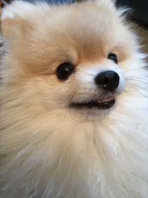 一隻毛茸茸嘅奶油色博美犬，深色眼睛，睇起嚟好開心。