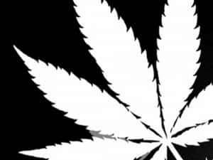 黑色背景上的白色大麻葉