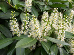 黃色花心的白色花朵，被茂盛的綠葉環繞。 — 草 壁紙