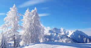 在清澈藍天下，高聳樹木和山峰的雪景森林。