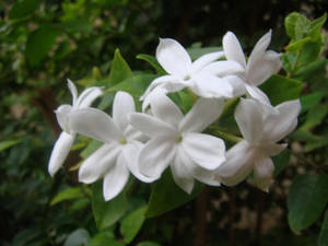 白色茉莉花在花園的綠色藤蔓上盛開。