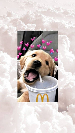 一隻金毛尋回犬幼犬從麥當勞杯中飲水，周圍有漂浮的粉紅色心形。